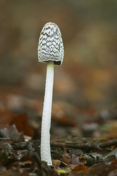 Magpie Fungus (Coprinus picaceus) fruiting body, growing in woodland, North Downs, Kent, England, October