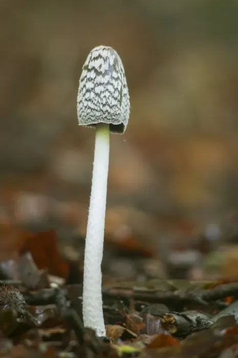 Framed Print : Magpie Fungus (Coprinus picaceus) fruiting body, growing in woodland, North Downs, Kent, England, October