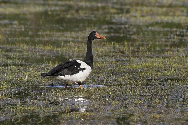 Magpie Goose (Anseranas semipalmata) adult, standing in shallow water, Hasties Swamp N. P