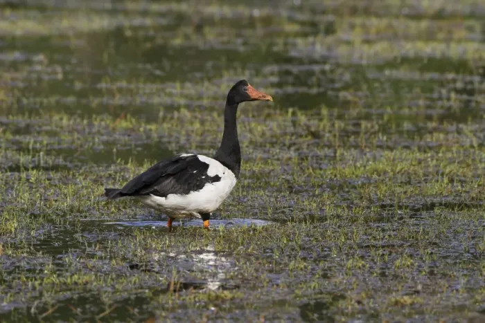 Framed Print : Magpie Goose (Anseranas semipalmata) adult, standing in shallow water, Hasties Swamp N. P Framed Print : Magpie Goose (Anseranas semipalmata) adult, standing in shallow water, Hasties Swamp N. P
