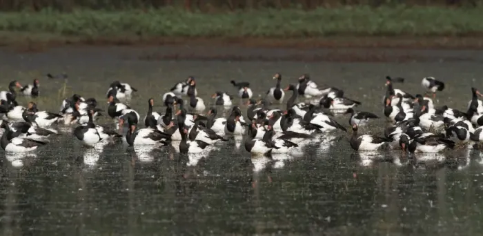 Framed Print : Magpie Goose (Anseranas semipalmata) flock, roosting in shallow water, Hasties Swamp N. P