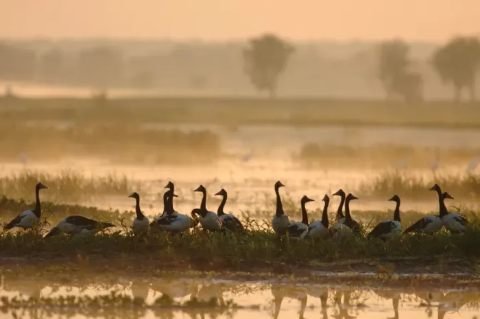 Framed Print : Magpie Goose (Anseranas semipalmata) flock, standing in wetland habitat at dawn, Yellow River, Kakadu N. P. Northern Territory, Australia, august