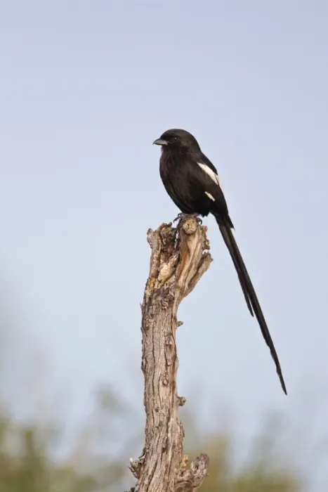 Framed Print : Magpie Shrike (Corvinella melanoleuca) adult, perched on dead branch, Okavango Delta, Botswana Framed Print : Magpie Shrike (Corvinella melanoleuca) adult, perched on dead branch, Okavango Delta, Botswana