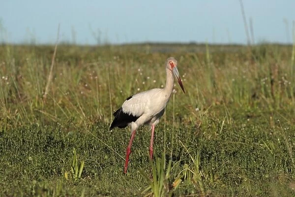 Maguari Stork (Ciconia maguari) adult, standing in wetland, Ibera Marshes, Corrientes, Argentina, november