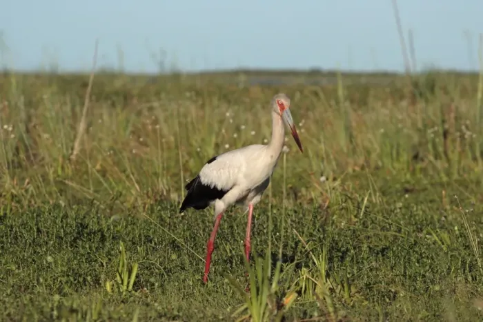 Framed Print : Maguari Stork (Ciconia maguari) adult, standing in wetland, Ibera Marshes, Corrientes, Argentina, november