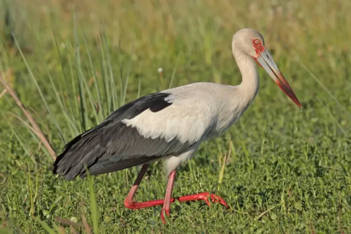 Framed Print : Maguari Stork (Ciconia maguari) adult, wading in wetland, Ibera Marshes, Corrientes, Argentina, november