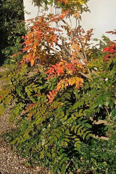 Mahonia, Mahonia x media, Autumn reds and yellows on garden shrub