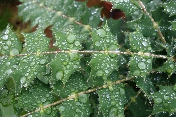 Mahonia, Mahonia x media, Winter Sun, rain water droplets coalesced on water repellant leaves of garden shrub in autumn