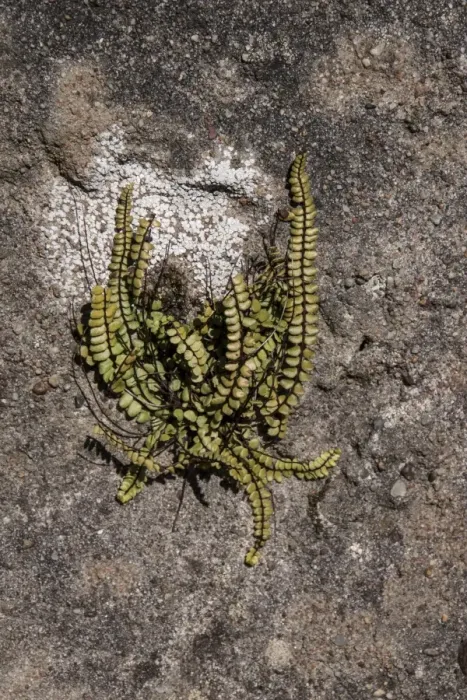 Framed Print : Maidenhair Spleenwort (Asplenium trichomanes) on a rock wall, Isle of Jura, Scotland Framed Print : Maidenhair Spleenwort (Asplenium trichomanes) on a rock wall, Isle of Jura, Scotland