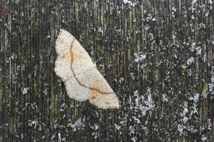 Framed Print : Maiden's Blush (Cyclophora punctaria) adult, Essex, England