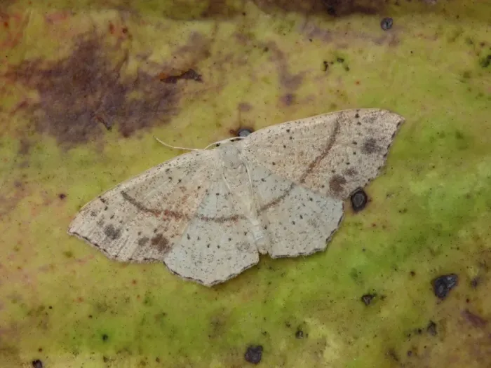 Framed Print : Maiden's Blush (Cyclophora punctaria) adult female, resting on decaying leaf, Cannobina Valley, Piedmont, Northern Italy, july