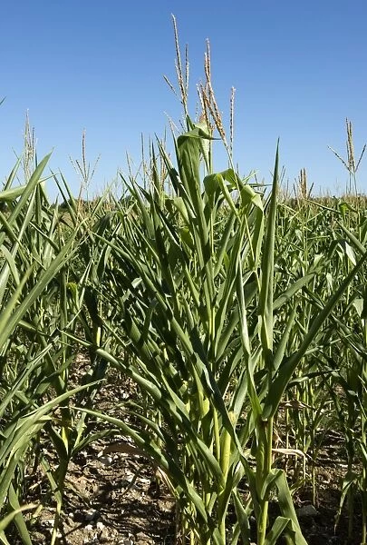 Maize plants with curled and wilted leaves on a hot summer day in Gironde, France