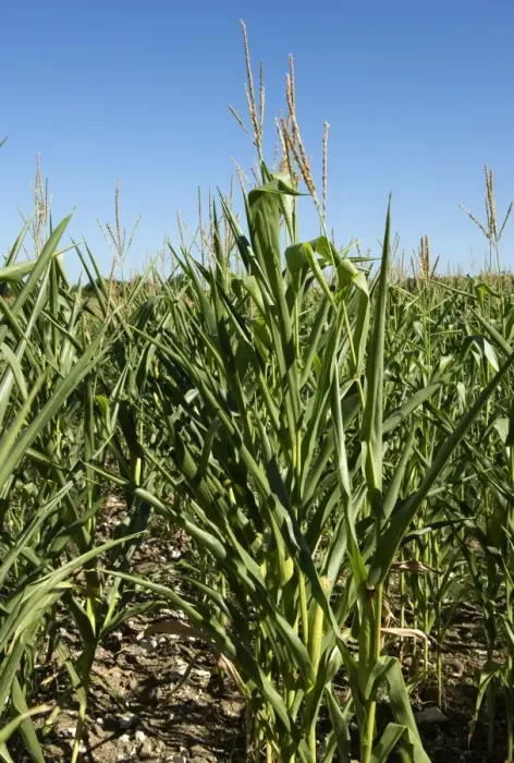 Framed Print : Maize plants with curled and wilted leaves on a hot summer day in Gironde, France Framed Print : Maize plants with curled and wilted leaves on a hot summer day in Gironde, France