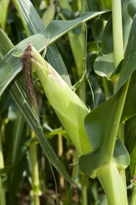 Framed Print : Maize (Zea mays) crop, close-up of cob on stalk in field, Pennsylvania, U. S. A. september