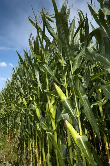 Framed Print : Maize (Zea mays) crop, cobs on stalks in field, Pennsylvania, U. S. A. september Framed Print : Maize (Zea mays) crop, cobs on stalks in field, Pennsylvania, U. S. A. september