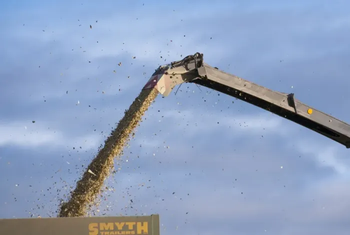 Framed Print : Maize (Zea mays) crop, coming out of forage harvester chute into trailer, Wales, November Framed Print : Maize (Zea mays) crop, coming out of forage harvester chute into trailer, Wales, November