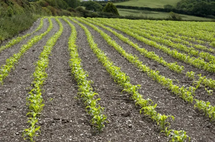 Framed Print : Maize (Zea mays) crop, grown for silage, rows in field, Wadebrisge, Cornwall, England, june Framed Print : Maize (Zea mays) crop, grown for silage, rows in field, Wadebrisge, Cornwall, England, june