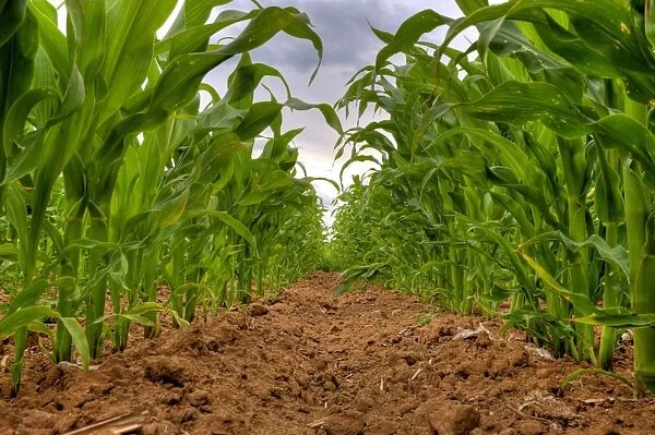 Maize (Zea mays) crop, grown for silage, rows in field, Oxfordshire, England, june