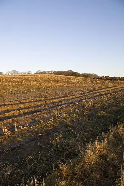 Maize (Zea mays) crop, harvested field with tractor tracks in mud at dawn, Dorset, England, january