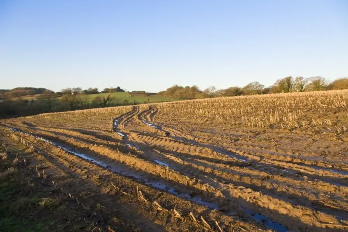 Framed Print : Maize (Zea mays) crop, harvested field with tractor tracks in mud at dawn, Dorset, England, january Framed Print : Maize (Zea mays) crop, harvested field with tractor tracks in mud at dawn, Dorset, England, january