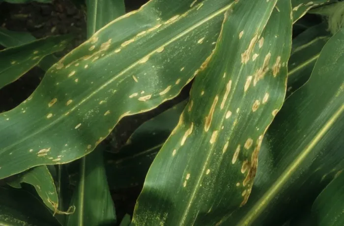Framed Print : Maize (Zea mays) crop, leaves damaged by Northern Leaf Blight (Exserohilum turcicum), Gisborne, North Island Framed Print : Maize (Zea mays) crop, leaves damaged by Northern Leaf Blight (Exserohilum turcicum), Gisborne, North Island