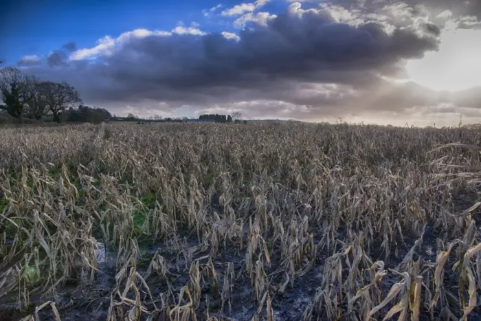 Framed Print : Maize (Zea mays) crop, rain-affected and failed field of feed maize, Houghton, Lancashire, England, December Framed Print : Maize (Zea mays) crop, rain-affected and failed field of feed maize, Houghton, Lancashire, England, December