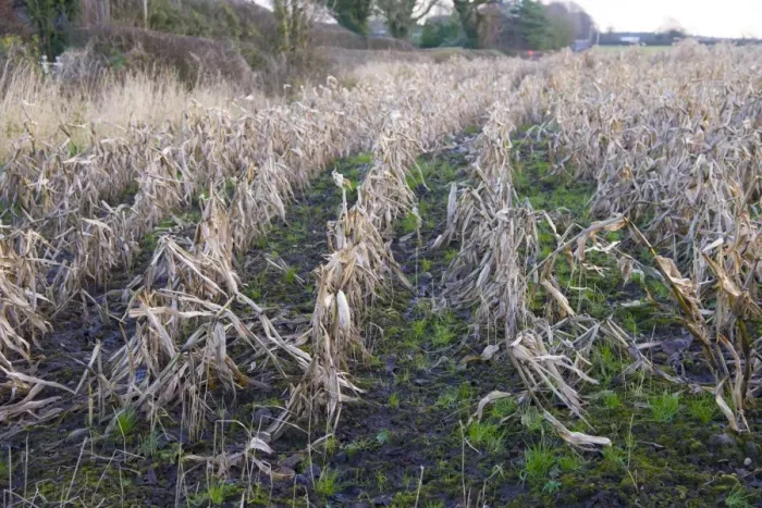 Framed Print : Maize (Zea mays) crop, rain-affected and failed field of feed maize, Houghton, Lancashire, England, December Framed Print : Maize (Zea mays) crop, rain-affected and failed field of feed maize, Houghton, Lancashire, England, December