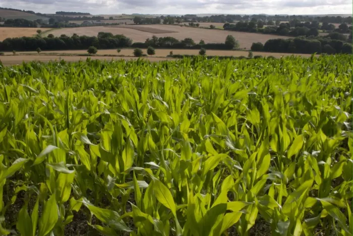Framed Print : Maize (Zea mays) crop, young plants growing in field, Wiltshire, England, july Framed Print : Maize (Zea mays) crop, young plants growing in field, Wiltshire, England, july
