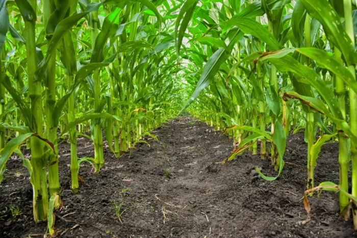 Framed Print : Maize (Zea mays) forage crop, grown for dairy cows, Salmesbury, Lancashire, England, August Framed Print : Maize (Zea mays) forage crop, grown for dairy cows, Salmesbury, Lancashire, England, August