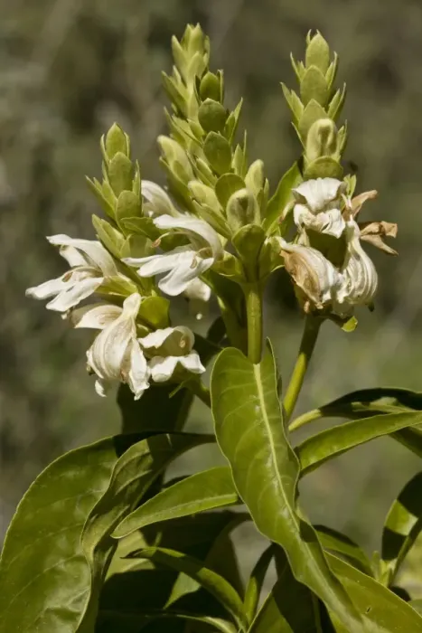 Framed Print : Malabar Nut (Justicia adhatoda) introduced species, close-up of flowers and leaves, Arizona, U. S. A. february