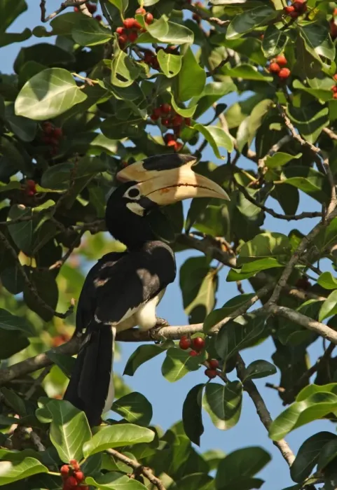 Framed Print : Malabar Pied Hornbill (Anthracoceros coronatus) adult, feeding on fruit, perched on branch in tree, Sri Lanka, december