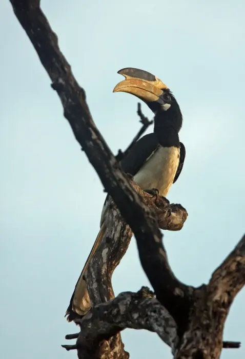 Framed Print : Malabar Pied Hornbill (Anthracoceros coronatus) adult, perched in dead tree, Sri Lanka, december Framed Print : Malabar Pied Hornbill (Anthracoceros coronatus) adult, perched in dead tree, Sri Lanka, december