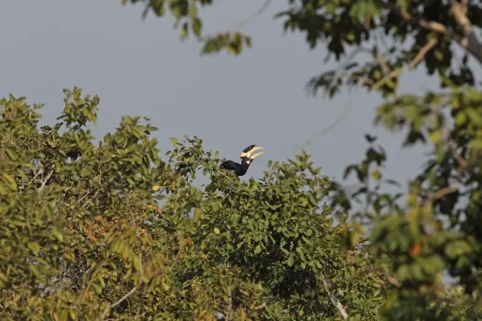 Framed Print : Malabar Pied Hornbill (Anthracoceros coronatus) adult male, feeding, tossing up and catching fruit in beak, perched in treetop, Bandhavgarh N. P. Madhya Pradesh, India, november