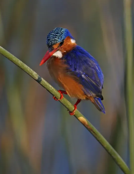 Framed Print : Malachite Kingfisher (Alcedo cristata) adult, perched on stem, Lake Awassa, Great Rift Valley, Ethiopia