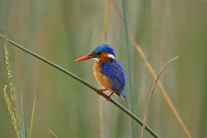 Framed Print : Malachite Kingfisher (Alcedo cristata) adult, perched on stem, Lake Awassa, Great Rift Valley, Ethiopia Framed Print : Malachite Kingfisher (Alcedo cristata) adult, perched on stem, Lake Awassa, Great Rift Valley, Ethiopia