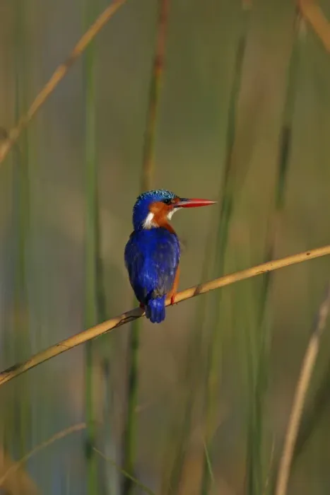 Framed Print : Malachite Kingfisher (Alcedo cristata) adult, perched on stem, Lake Awassa, Great Rift Valley, Ethiopia Framed Print : Malachite Kingfisher (Alcedo cristata) adult, perched on stem, Lake Awassa, Great Rift Valley, Ethiopia
