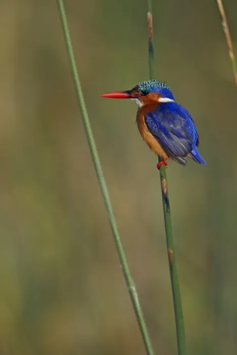 Framed Print : Malachite Kingfisher (Alcedo cristata) adult, perched on stem, Lake Awassa, Great Rift Valley, Ethiopia Framed Print : Malachite Kingfisher (Alcedo cristata) adult, perched on stem, Lake Awassa, Great Rift Valley, Ethiopia