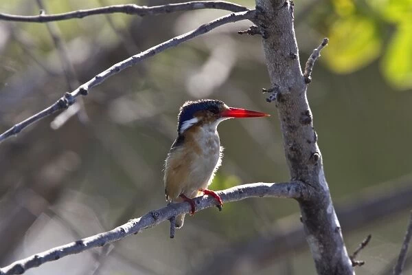 malachite kingfisher - Okavango delta, botswana