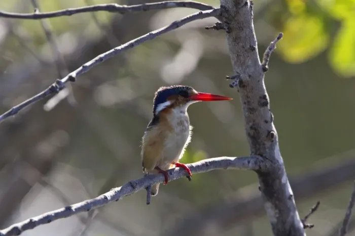 Framed Print : malachite kingfisher - Okavango delta, botswana