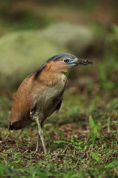 Malayan Night-heron (Gorsachius melanolophus) adult, with mud on beak from catching earthworms, walking on ground