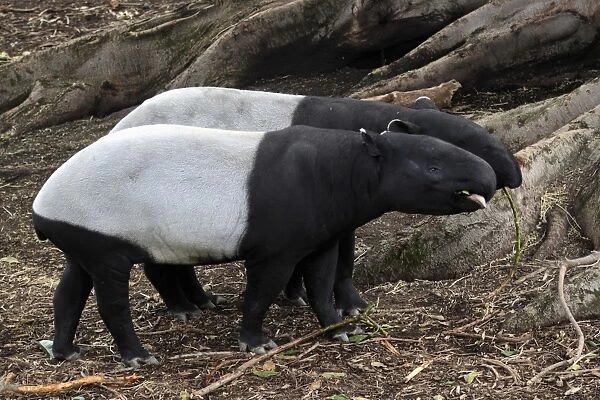 Malayan Tapir (Tapirus indicus) adult pair, feeding (captive)