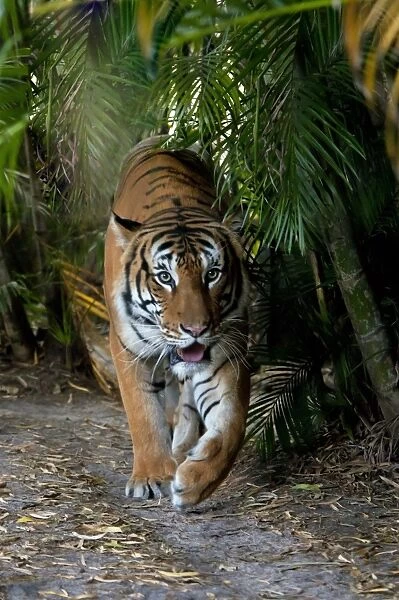 Malayan Tiger (Panthera tigris jacksoni) adult, walking (captive)