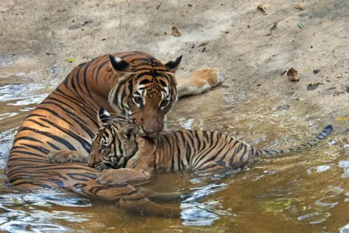 Framed Print : Malayan Tiger (Panthera tigris jacksoni) adult female with cub, resting at edge of water, captive Framed Print : Malayan Tiger (Panthera tigris jacksoni) adult female with cub, resting at edge of water, captive
