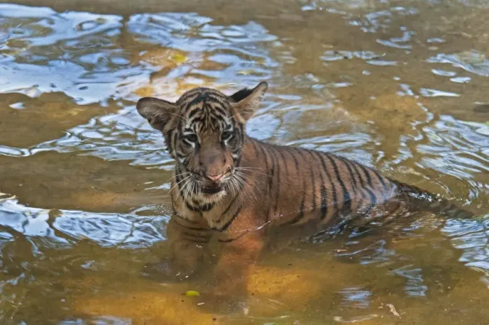 Framed Print : Malayan Tiger (Panthera tigris jacksoni) cub, standing in water, captive Framed Print : Malayan Tiger (Panthera tigris jacksoni) cub, standing in water, captive