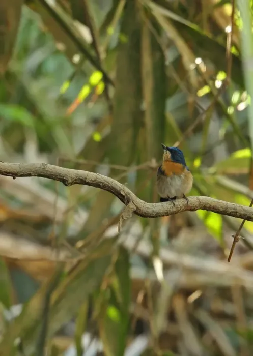Framed Print : Malaysian Blue-flycatcher (Cyornis turcosus rupatensis) adult female, perched on branch, Taman Negara N. P Framed Print : Malaysian Blue-flycatcher (Cyornis turcosus rupatensis) adult female, perched on branch, Taman Negara N. P