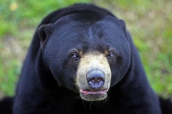 Malaysian Sun Bear (Helarctos malayanus) adult male, close-up of head, captive
