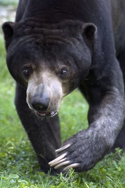 Malaysian Sun Bear (Helarctos malayanus) adult, close-up of head and paws