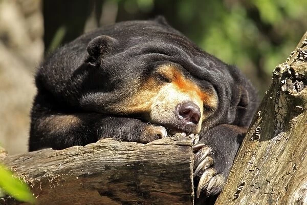 Malaysian Sun Bear (Helarctos malayanus malayanus) adult, sleeping on log, captive