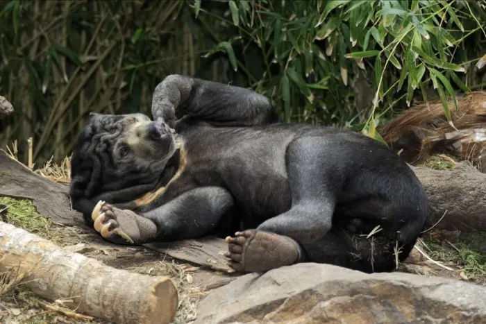 Framed Print : Malaysian Sun Bear (Helarctos malayanus malayanus) adult, resting on back (captive) Framed Print : Malaysian Sun Bear (Helarctos malayanus malayanus) adult, resting on back (captive)