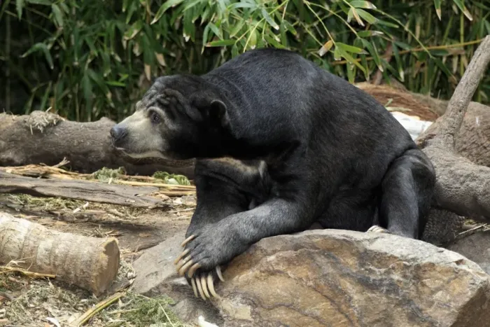Framed Print : Malaysian Sun Bear (Helarctos malayanus malayanus) adult, resting on rock (captive)
